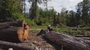 Best Root Management and Removal  in Central City, NE