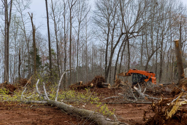 Trusted Central City, NE Tree Care Experts