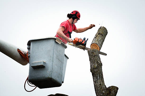 Best Leaf Removal  in Central City, NE