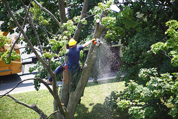 Best Arborist Consultation Services  in Central City, NE