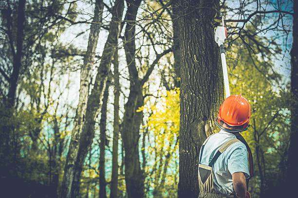 How Our Tree Care Process Works  in  Central City, NE
